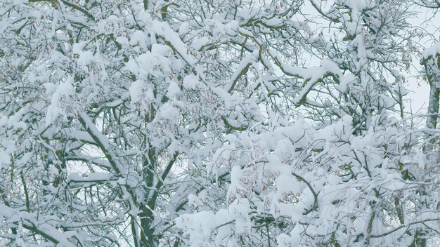 De beaux détails sur un jour d'hiver froid à l'arrière-plan hivernal de la forêt à feuilles caduques