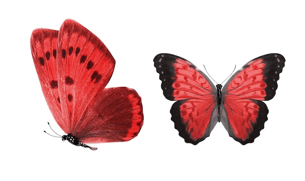 Beaux deux papillons rouges isolés sur fond blanc