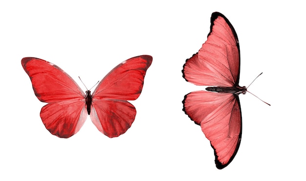 Beaux deux papillons rouges isolés sur fond blanc