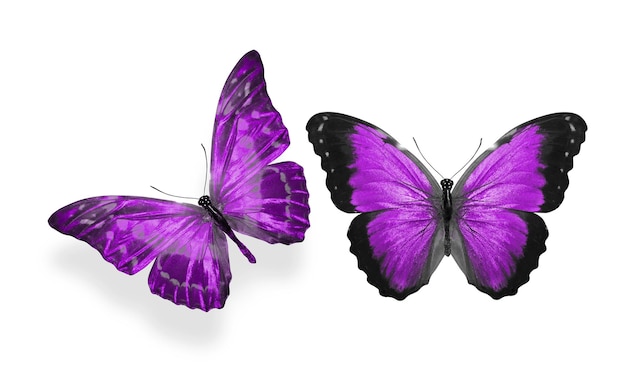 Beaux deux papillons violets isolés sur fond blanc