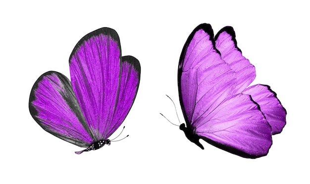 Beaux deux papillons violets isolés sur fond blanc