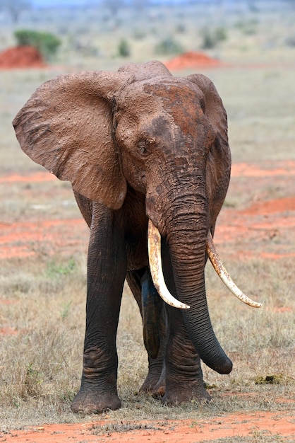 Photo beaux éléphants africains dans le parc de tsavo au kenya