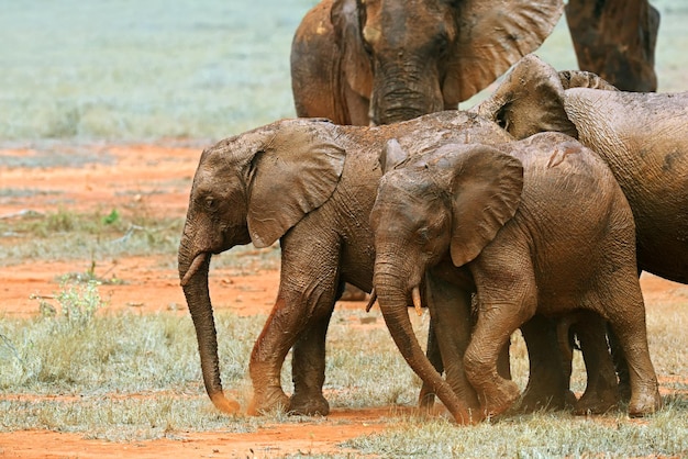 Beaux éléphants africains dans le parc de Tsavo au Kenya