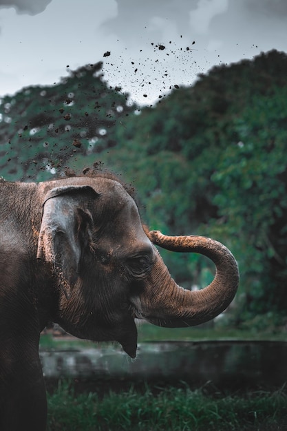 Beaux éléphants Beau fond d'écran Belle nature