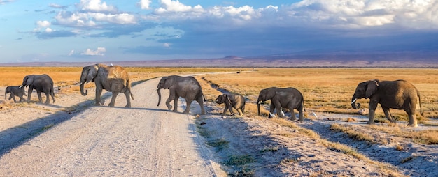 Beaux éléphants Beau fond d'écran Belle nature