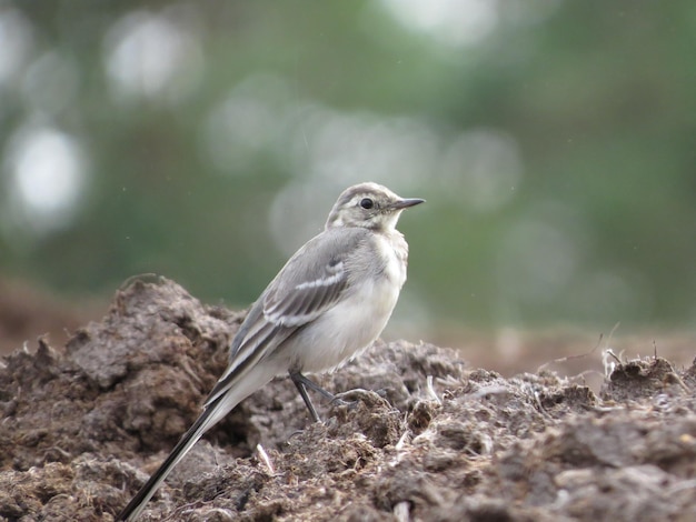 Beaux endroits à l'état sauvage et oiseaux