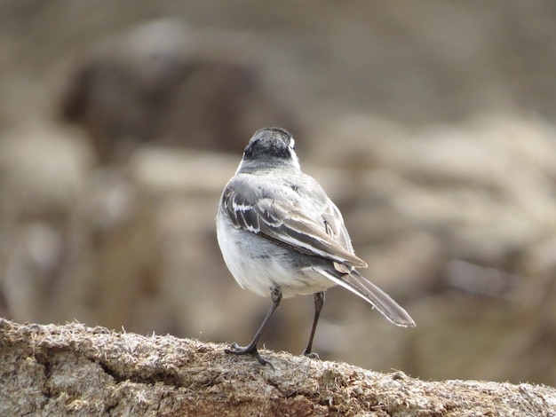 Beaux endroits à l'état sauvage et oiseaux