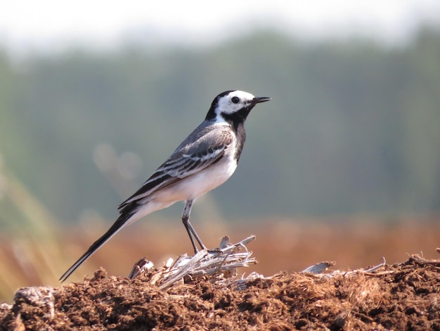 De beaux endroits à l'état sauvage et des oiseaux