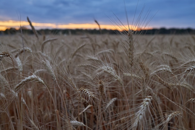 Beaux épillets de blé mûr poussent sur un champ le soir au coucher du soleil