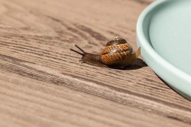 Beaux escargots de jardin rampant sur fond de bois