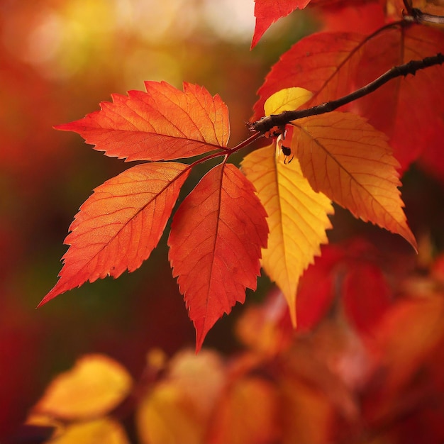 De beaux feuilles d'automne