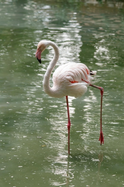 Beaux flamants roses avec bec et ailes lâches