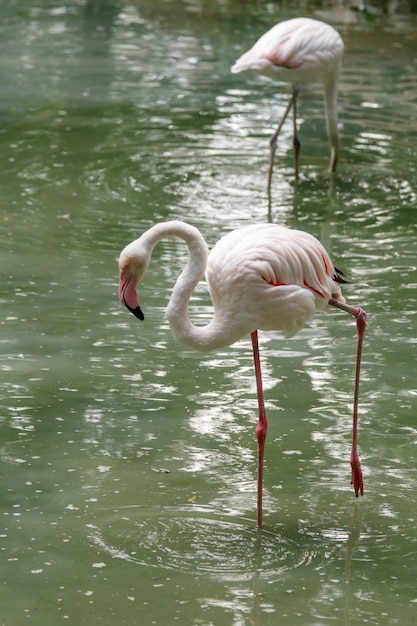 Beaux flamants roses avec bec et ailes lâches