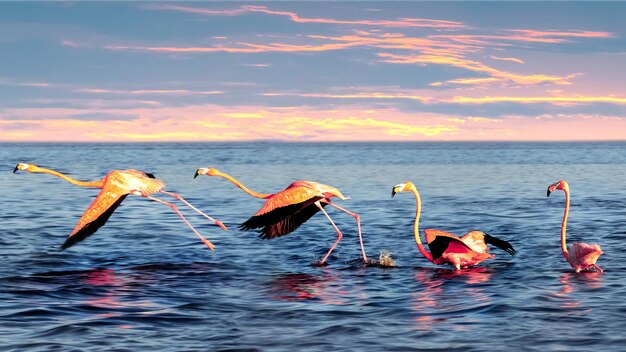 Beaux flamants roses dans un lagon bleu de la mer au coucher du soleil Mexique Celestun Nature sauvage