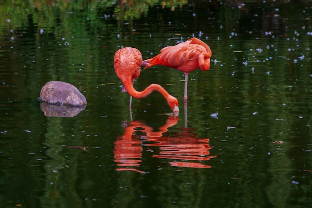 beaux flamants roses dans la réserve naturelle