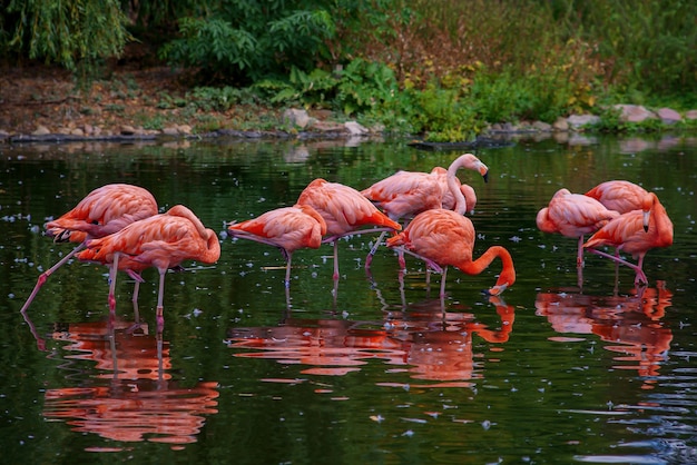 beaux flamants roses dans la réserve naturelle