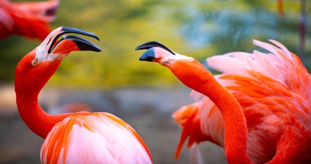 Beaux flamants roses marchant dans l'eau avec fond d'herbes vertes flamant américain marchant dans