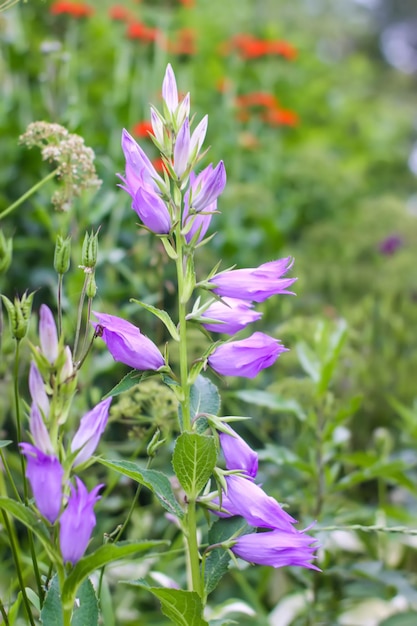 Beaux fleurs de jardin