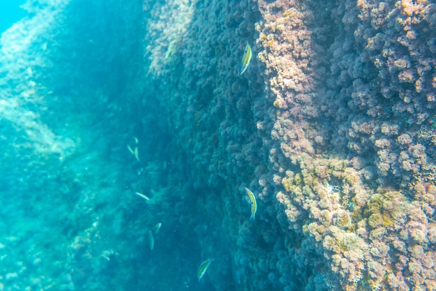 Beaux fonds marins sur la plage de Charco Verde sur l'île de La Palma en été