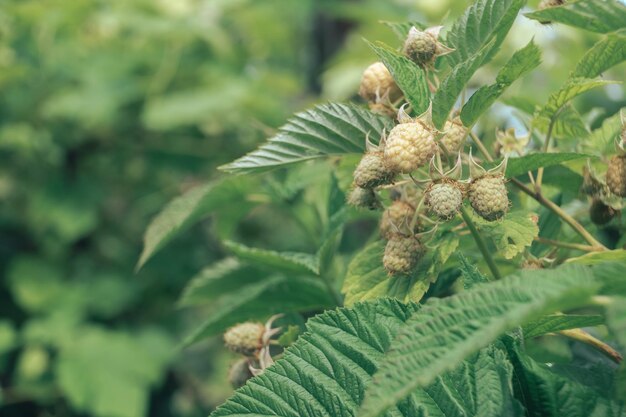 De beaux framboises vertes fraîches sur un buisson de framboises dans une ferme Arrière-plan fraîches jeunes baies