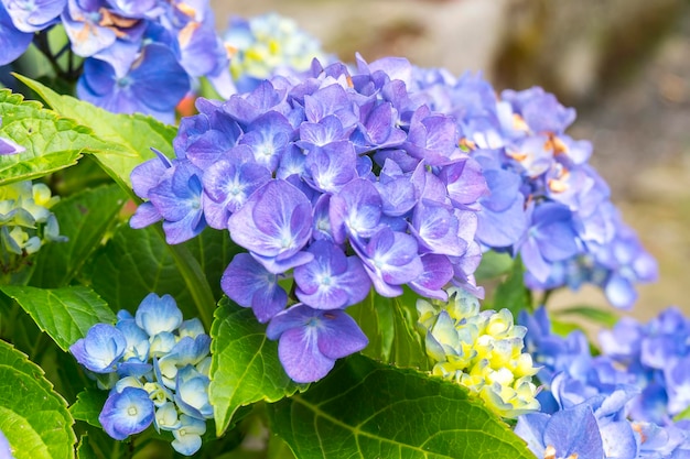 De beaux hortensias bleus brillant au début de l'été