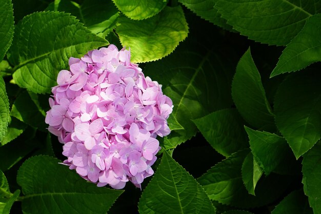 Beaux hortensias dans le jardin