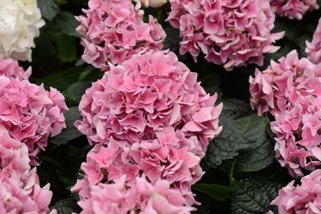 De beaux hortensias dans le jardinx9