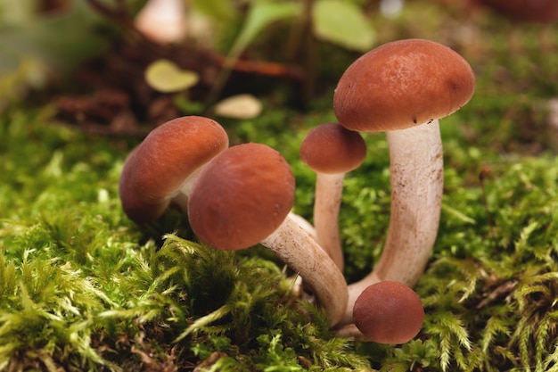 Beaux ingrédients de champignons de miel frais pour cuisiner des plats délicieux