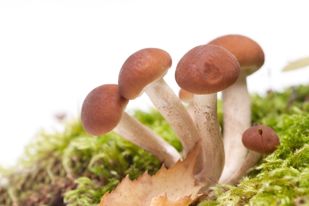 Beaux ingrédients frais de champignon de miel pour faire cuire la nourriture délicieuse