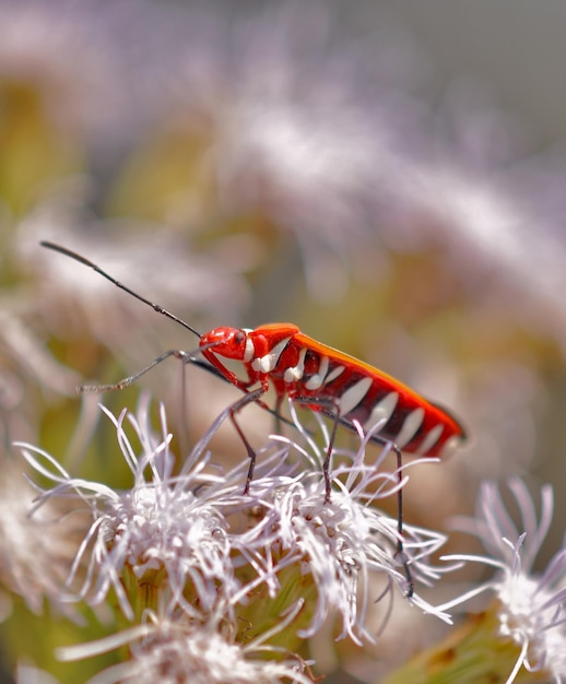 Beaux Insectes