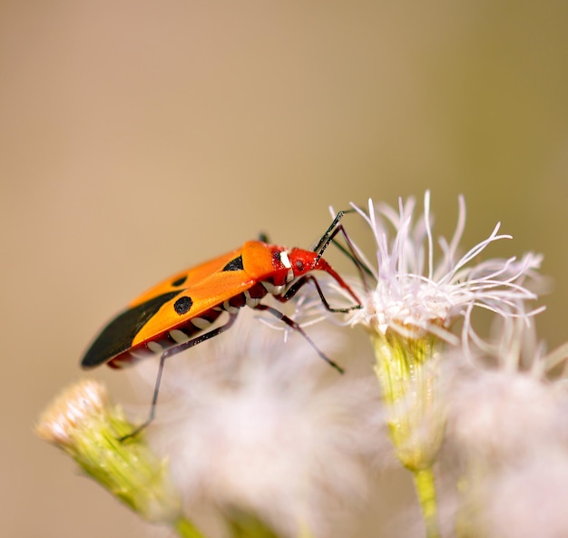 Beaux Insectes