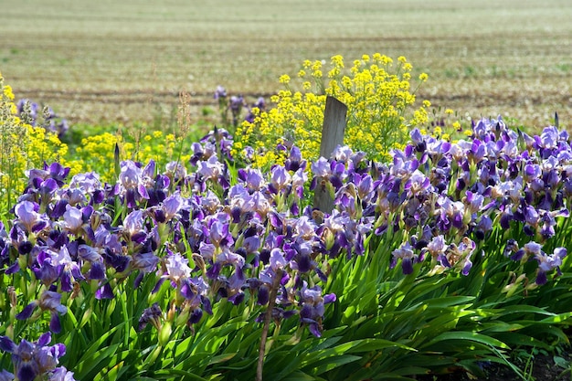 Beaux iris au premier plan fleurs violettes et jaunes paysage de champs