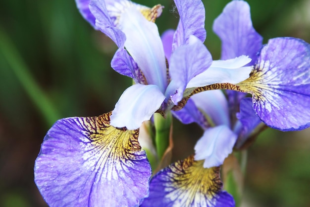 Beaux iris lumineux se bouchent