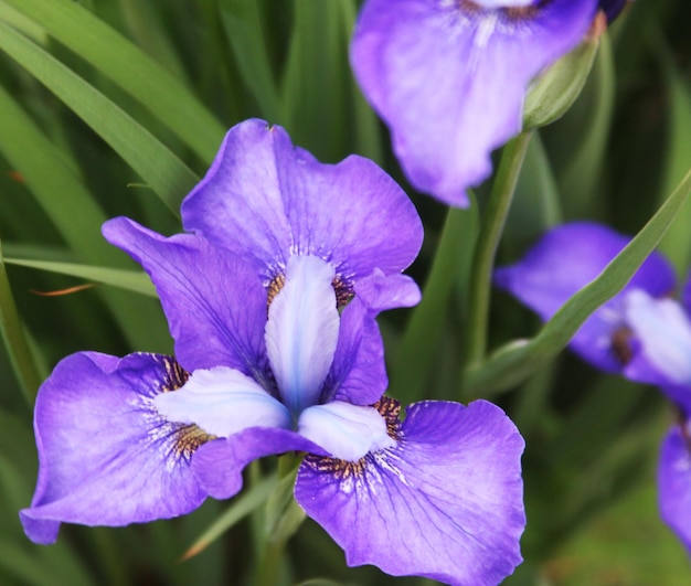 Beaux iris lumineux