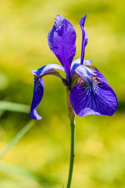 Beaux iris violets sous la lumière du soleil