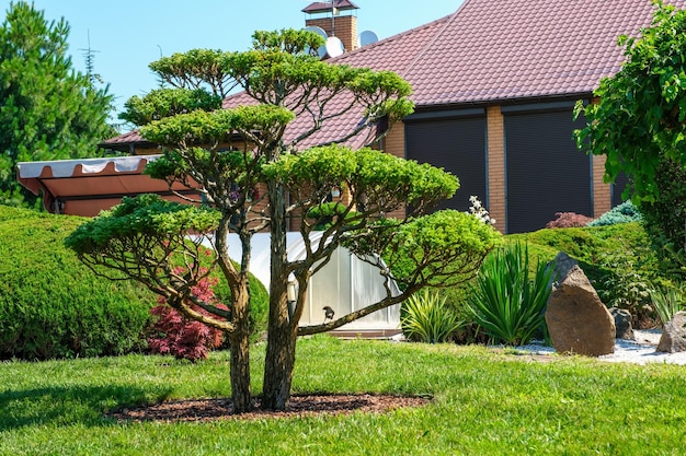 Beaux jardins de l'arrière-cour avec des arbustes et des arbres de bonsai bien taillés