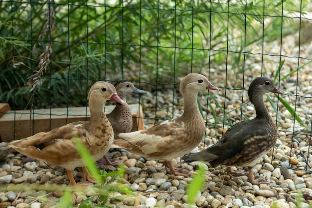 Beaux jeunes canards mandarins