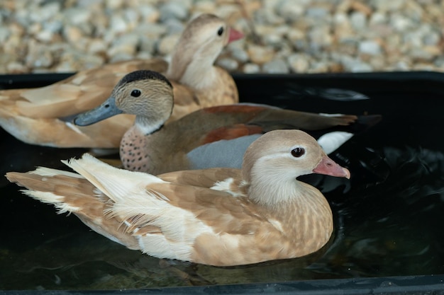 Beaux jeunes canards mandarins