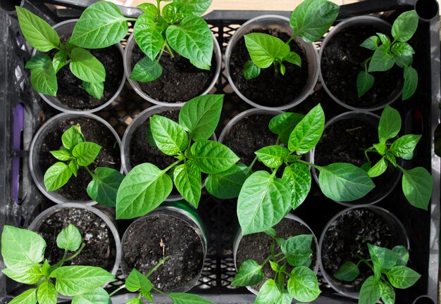 Beaux jeunes plants de légumes dans une boîte prête à être plantée dans le jardin Gros plan de pousses de poivre avec des feuilles et des bourgeons de l'agriculture biologique