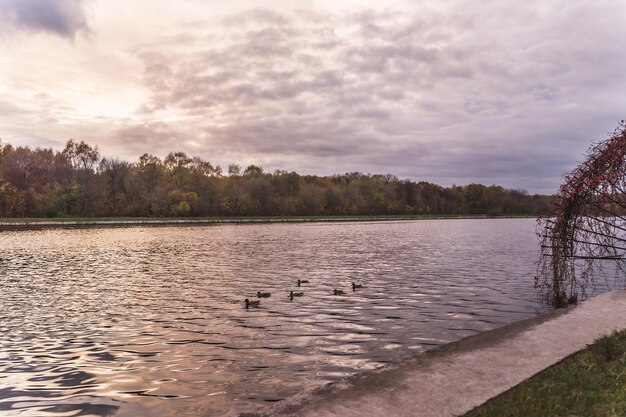 Beaux lacs de parc avec des canards nageant dans la lumière du coucher du soleil Vue du parc d'été sur le lac