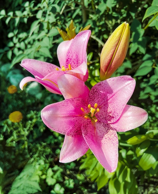 Beaux lys roses fleurissant dans le jardin d'été