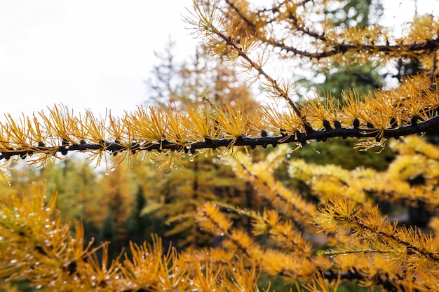 Beaux mélèzes dorés dans les montagnes, Canada. Automne.