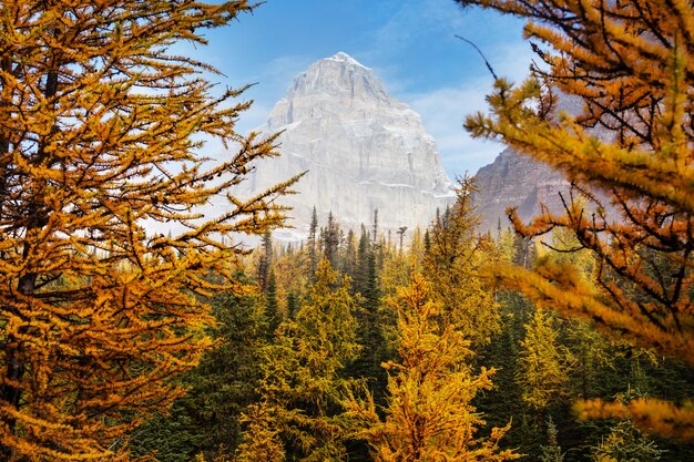 Beaux mélèzes dorés dans les montagnes, Canada. Automne.