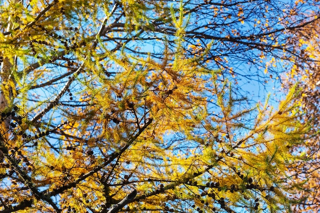 Beaux mélèzes dorés dans les montagnes, saison d'automne.