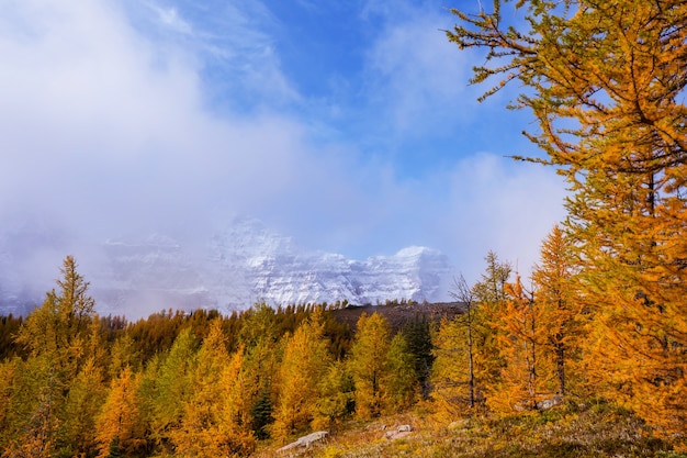 Beaux mélèzes dorés dans les montagnes, saison d'automne.