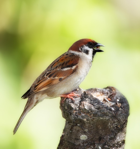 Beaux moineaux Une photo de moineau