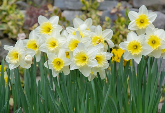 de beaux narcisses jaunes qui fleurissent dans un lit de fleurs dans un jardin