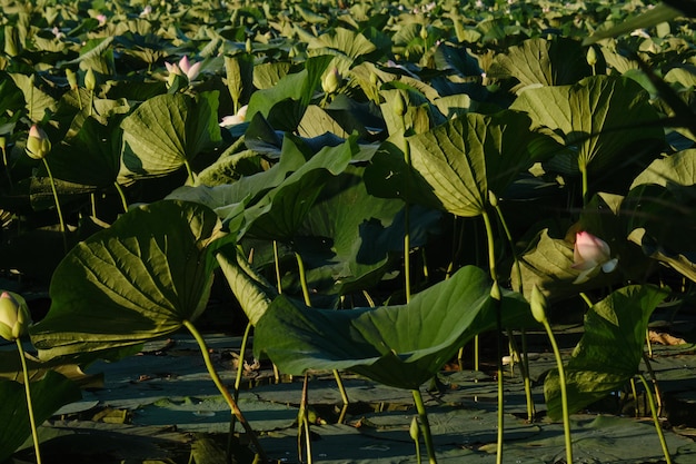 Beaux nénuphars sauvages dans l'étang