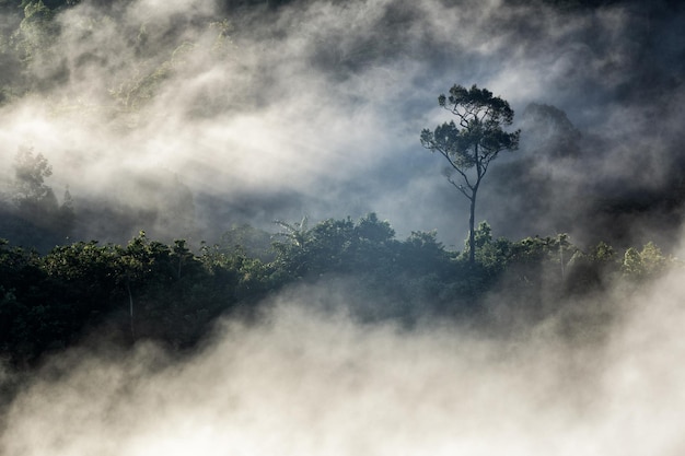 De beaux nuages qui coule et la brume devant les montagnes à Khao Khai Nui au lever du soleil dans la province de PhangNga en Thaïlande