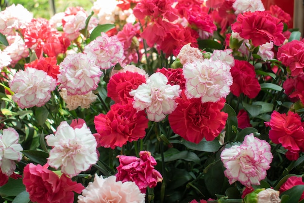 Beaux oeillets rouges roses et blancs avec feuillage par une journée ensoleillée